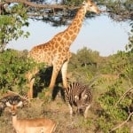 Photo Courtesy of Waynne Meintjes