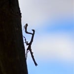 Praying Mantis