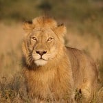 Mufasa