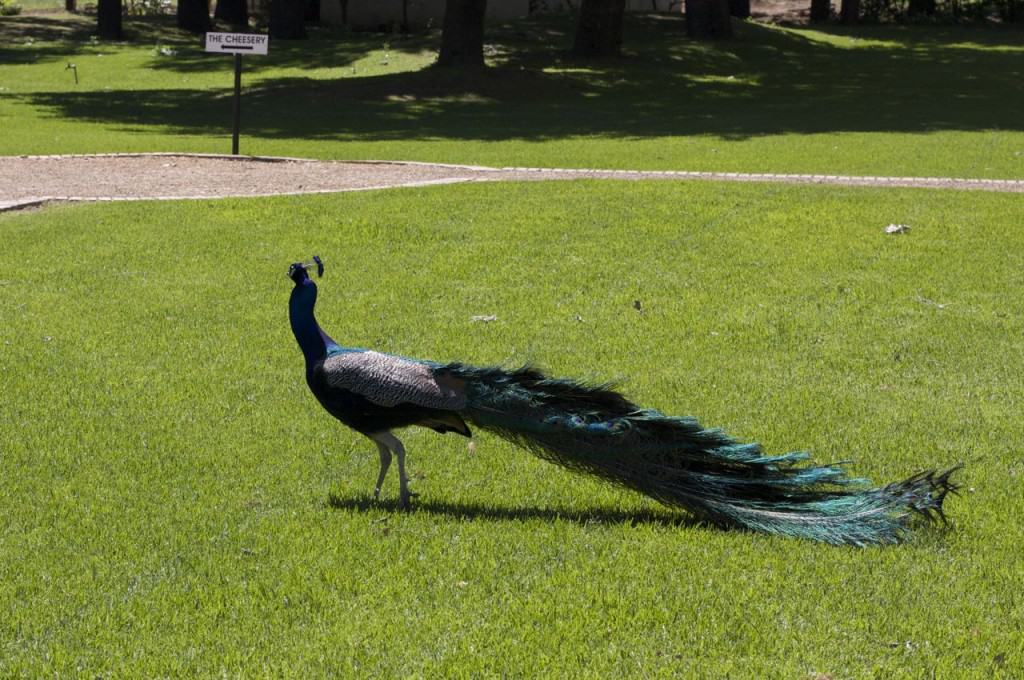 Peacock Fancies Cheese