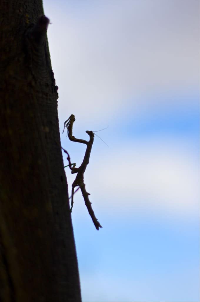 Praying Mantis