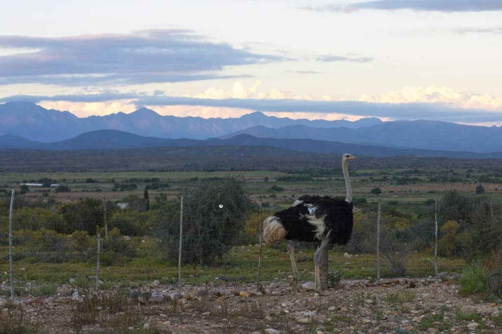 Ostrich - Yum!