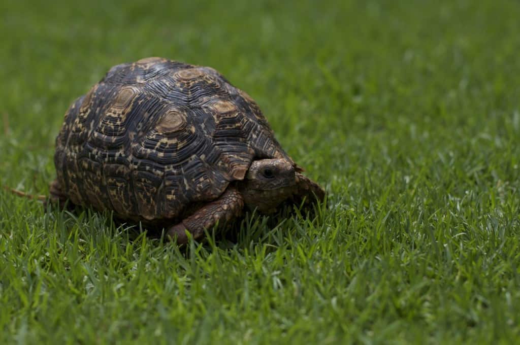 Pet Turtle