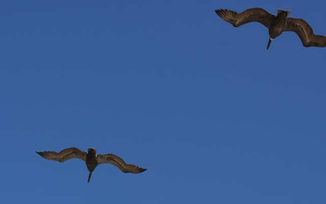 Pelican Party