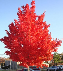 red tree