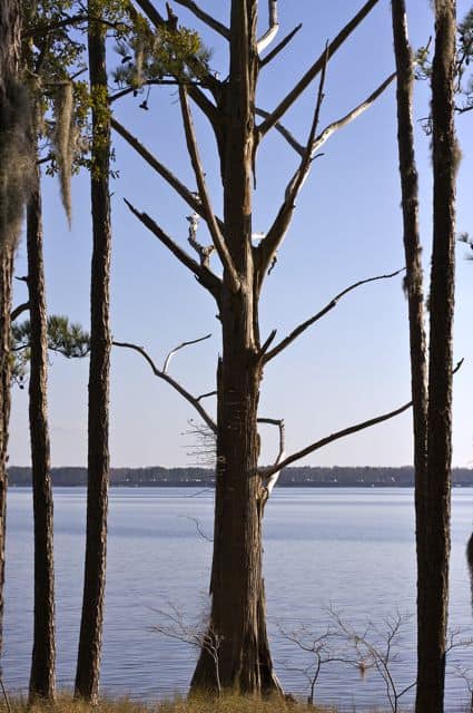 Tree on the Pamlico