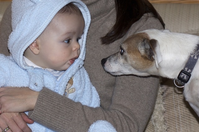 Children & Dogs