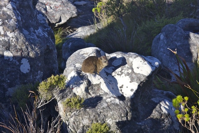 Dassie