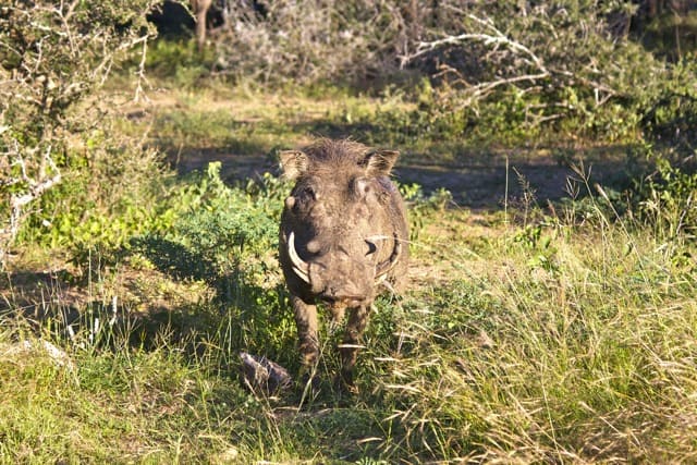 Pumba