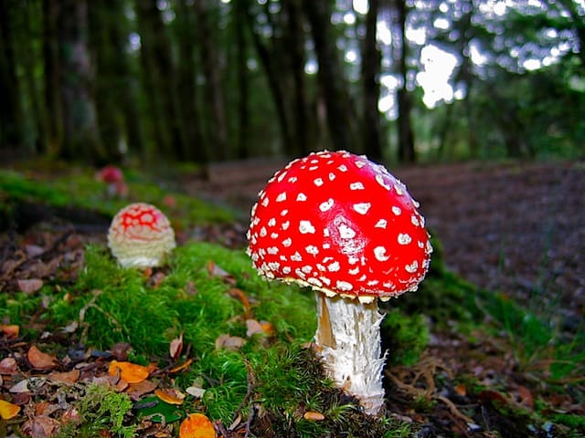 Mushroom near Pearl Harbour