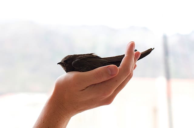 bird