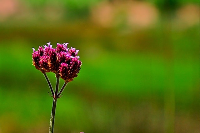 DSC_0889_2.jpg