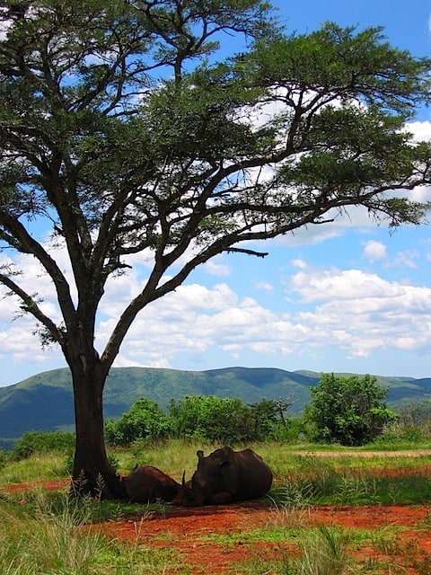 White Rhino and calf