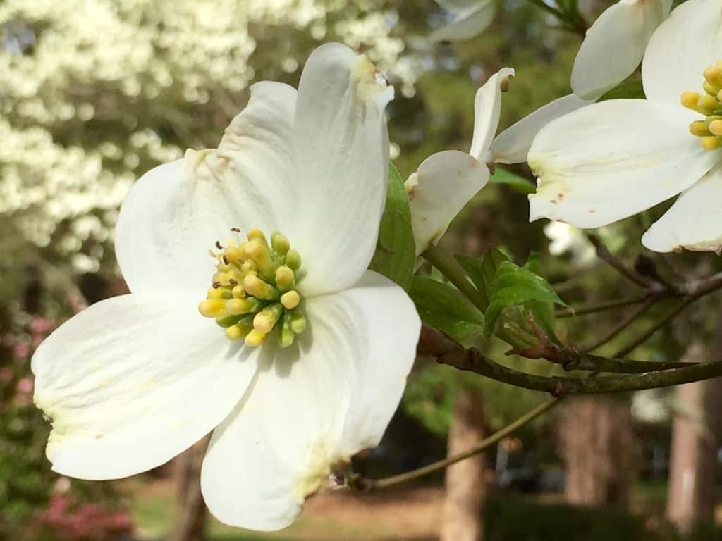 dogwood