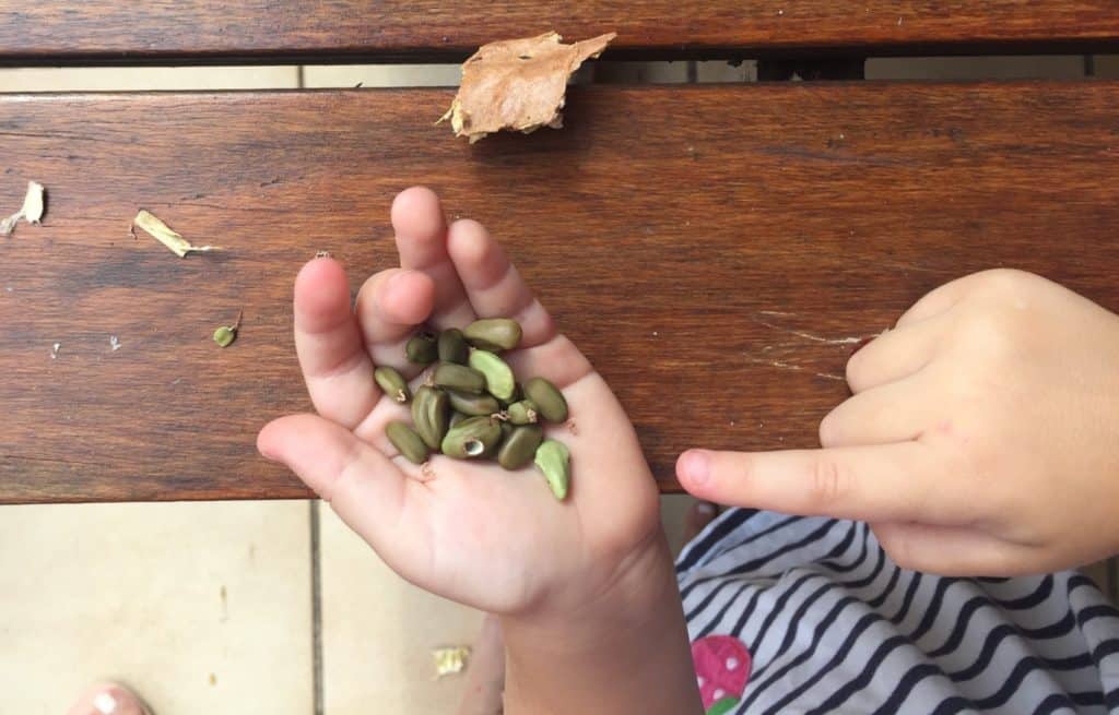 seeds